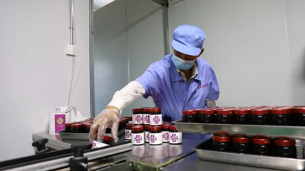 小药桑成就致富大产业